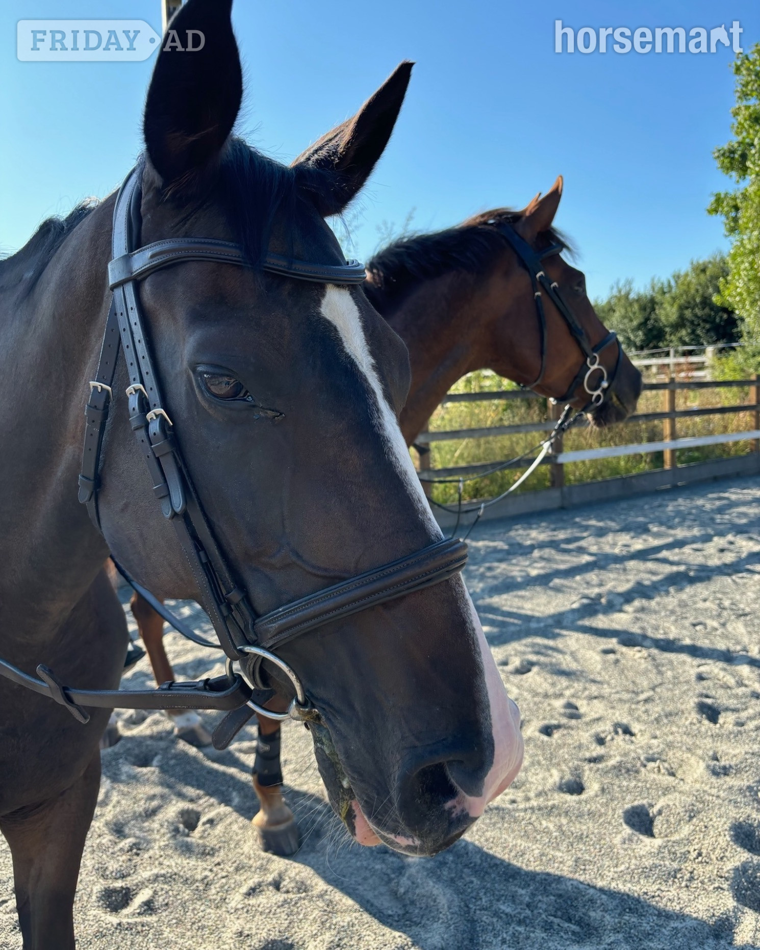 "Mare"  Mare Broodmare in Wineham