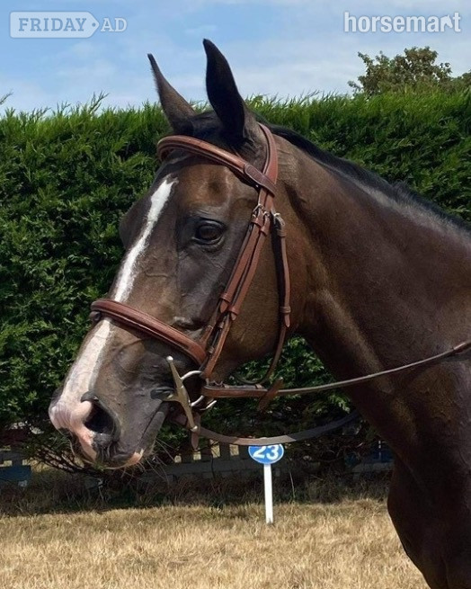"Mare"  Mare Broodmare