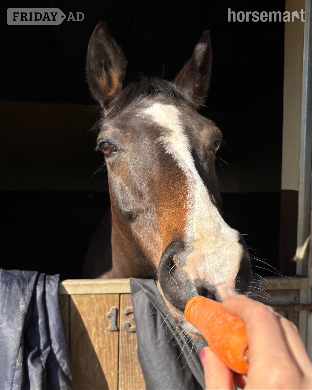 Wineham "Mare"  Mare Broodmare