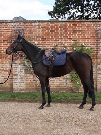 "Callie" Bay Mare Project Horse