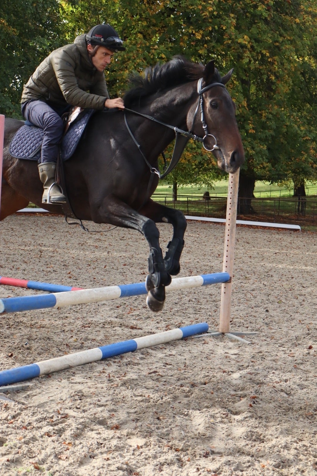 "Callie" Bay Mare Project Horse