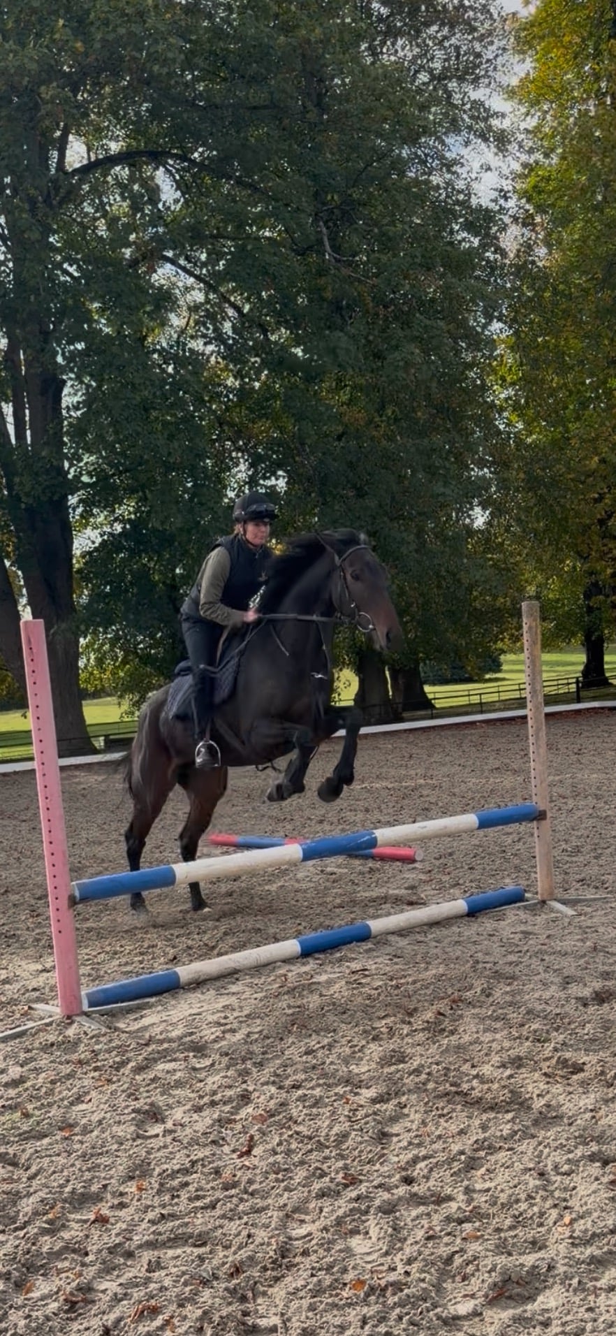Newbury "Callie" Bay Mare Project Horse