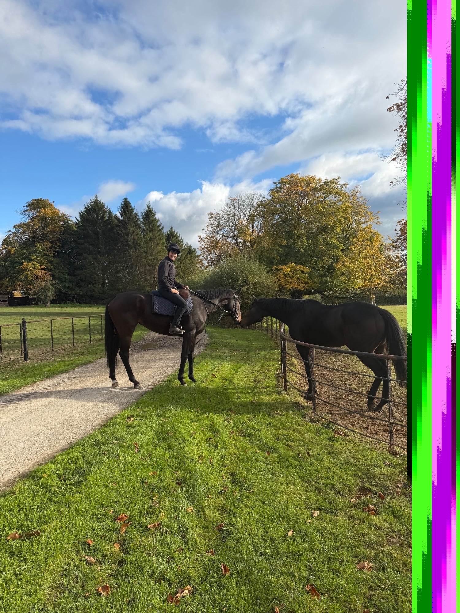 "Callie" Bay Mare Project Horse - Horses