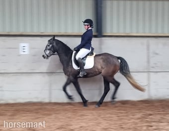 "Prisa" Bay Roan Filly Spanish / Iberian Horse