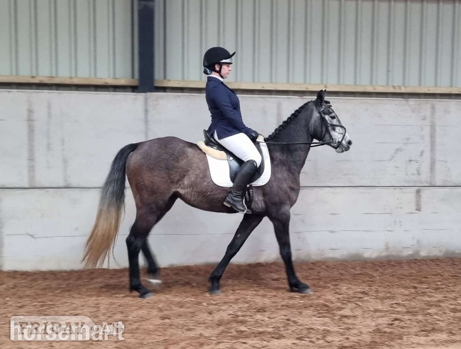 "Prisa" Bay Roan Filly Spanish / Iberian Horse - Horses