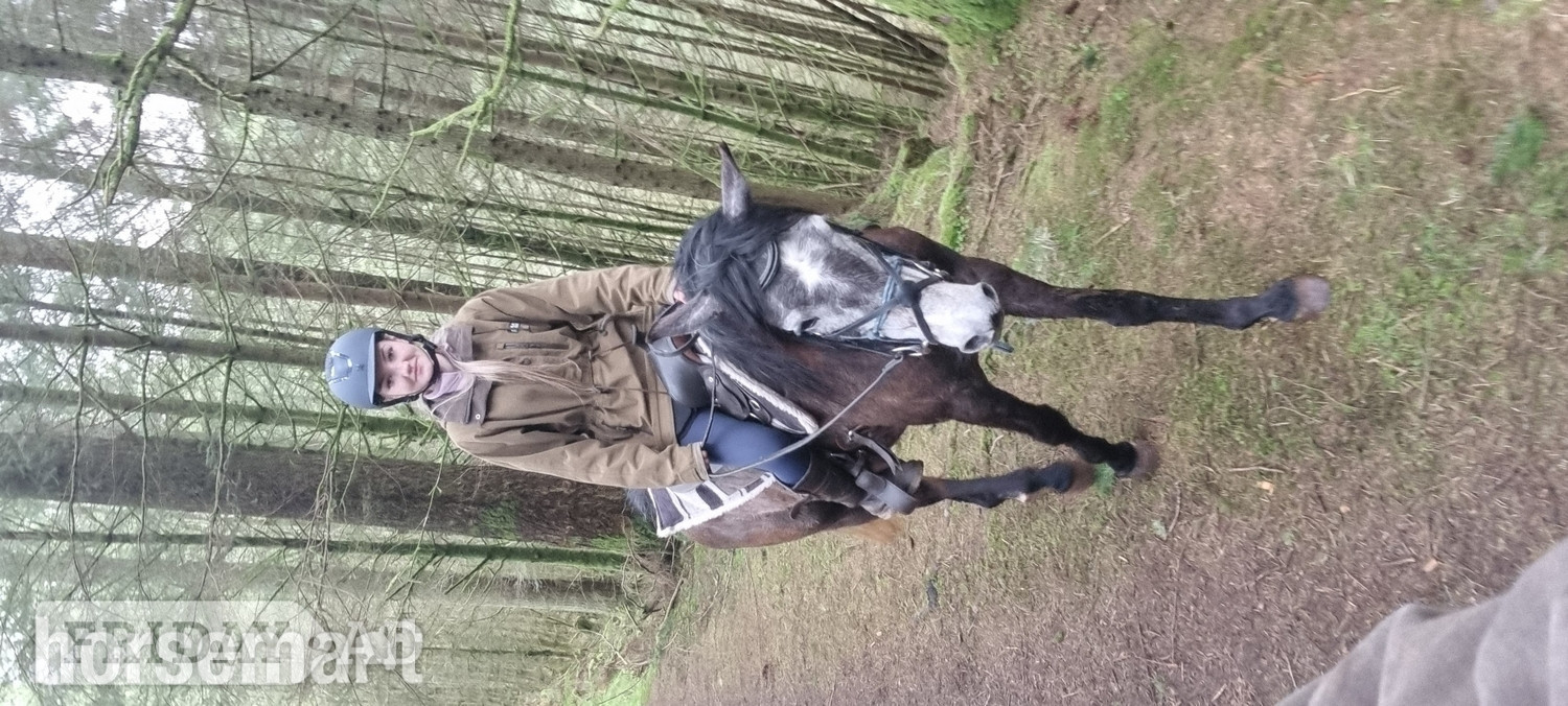 Nether Wasdale "Prisa" Bay Roan Filly Spanish / Iberian Horse