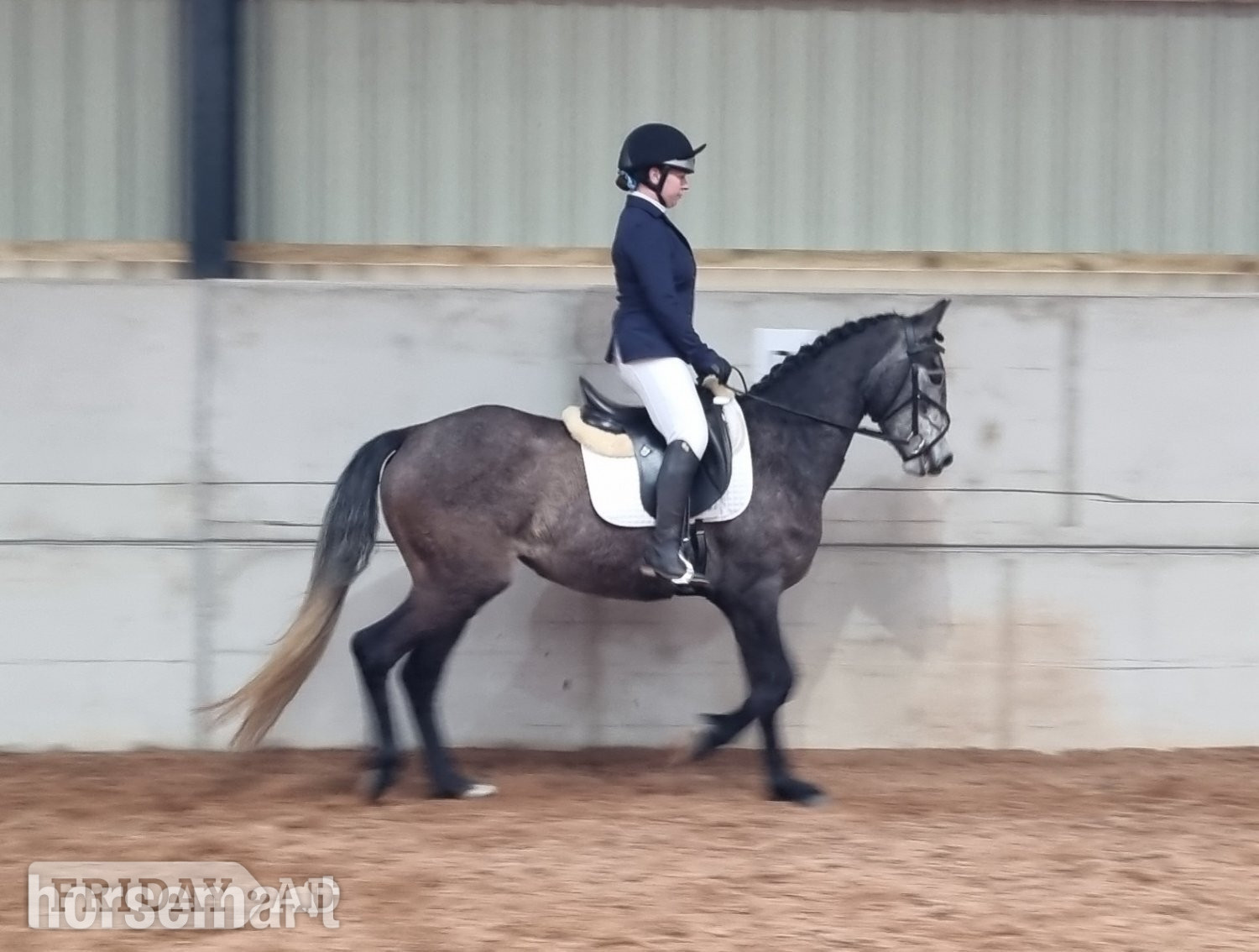 "Prisa" Bay Roan Filly Spanish / Iberian Horse
