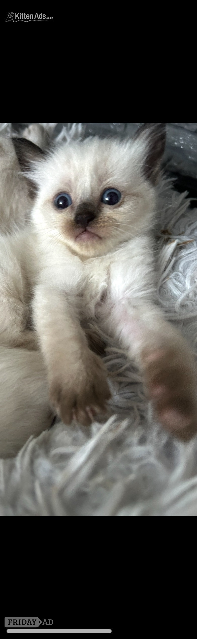 Little Ragdoll girl  in Bradford