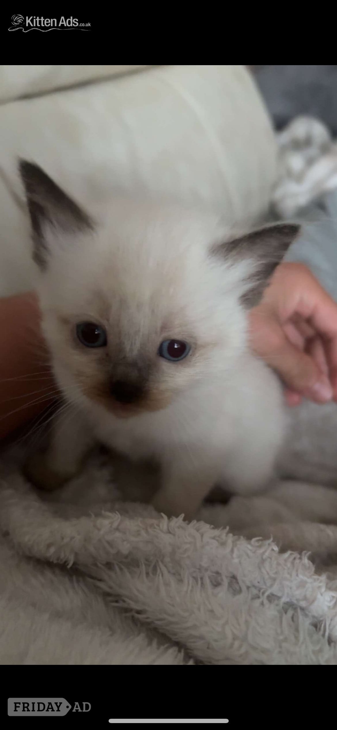 Little Ragdoll girl 