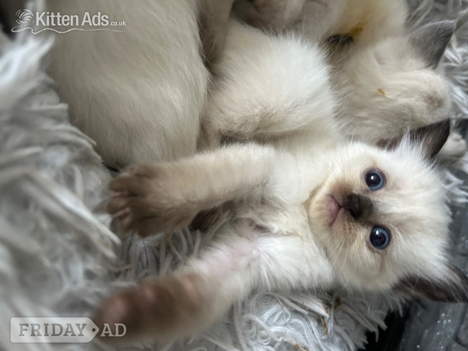 Bradford Little Ragdoll girl 