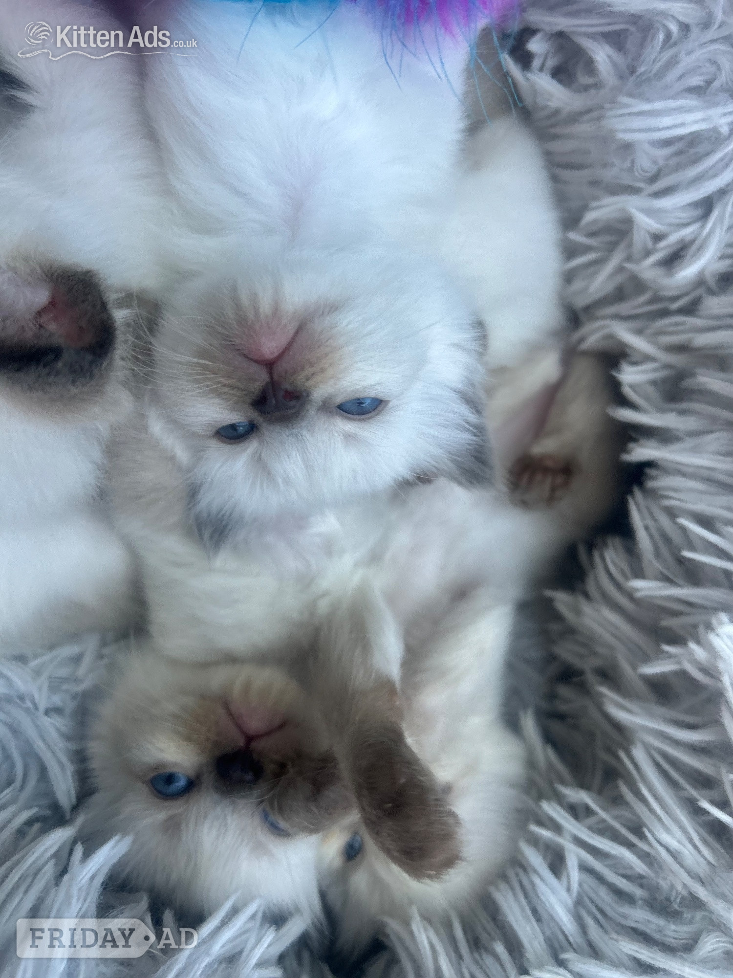 Little Ragdoll girl  - Cats & Kittens in Bradford