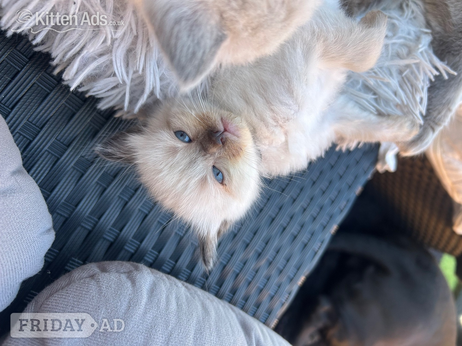 Little Ragdoll girl  - Cats & Kittens