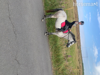 "Lettermore annie" Dun Mare All Rounder