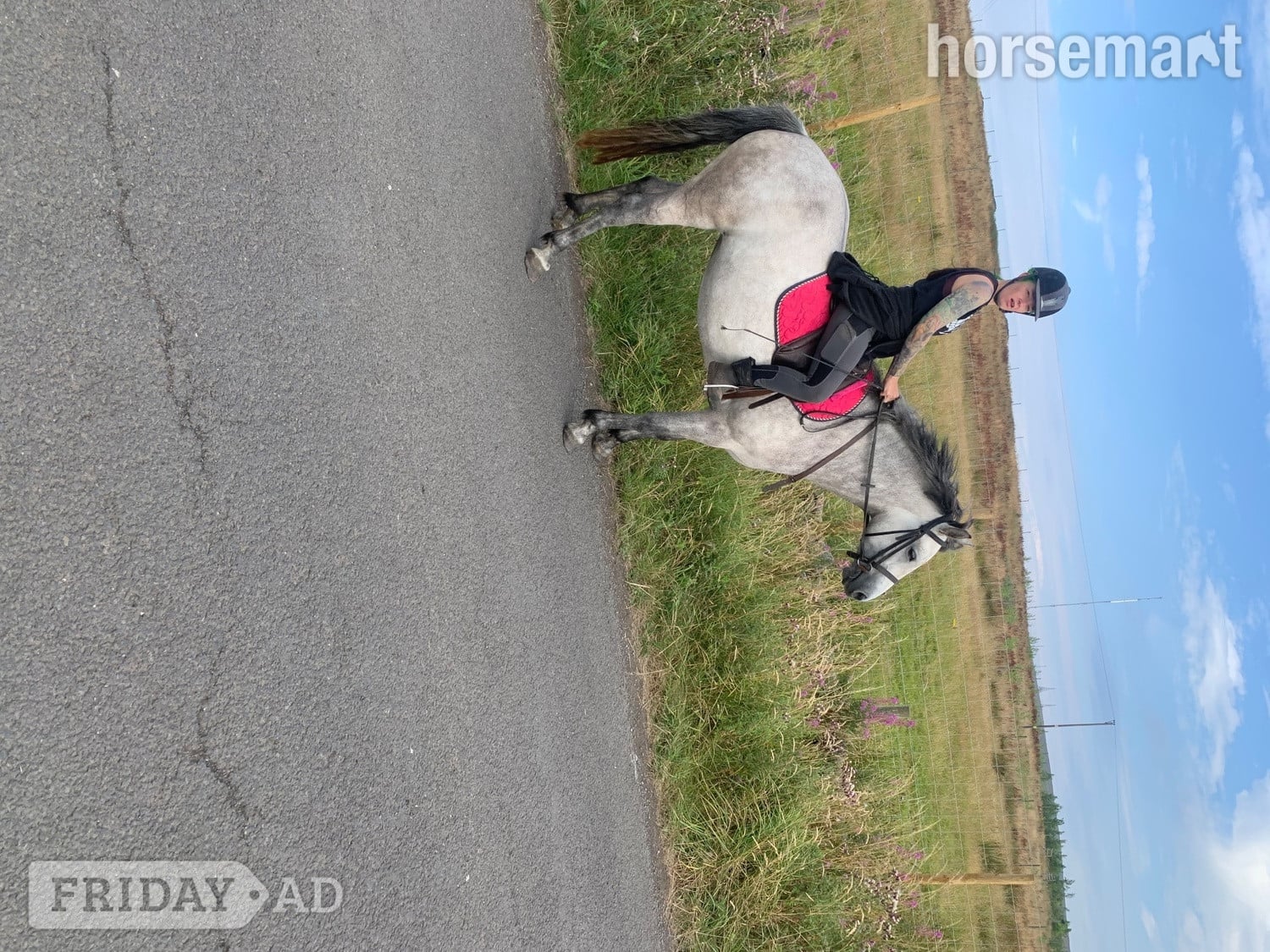 "Lettermore annie" Dun Mare All Rounder in Bolton