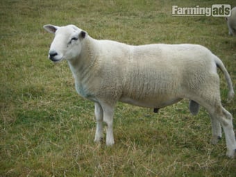 Lleyn SHEARLING RAM 