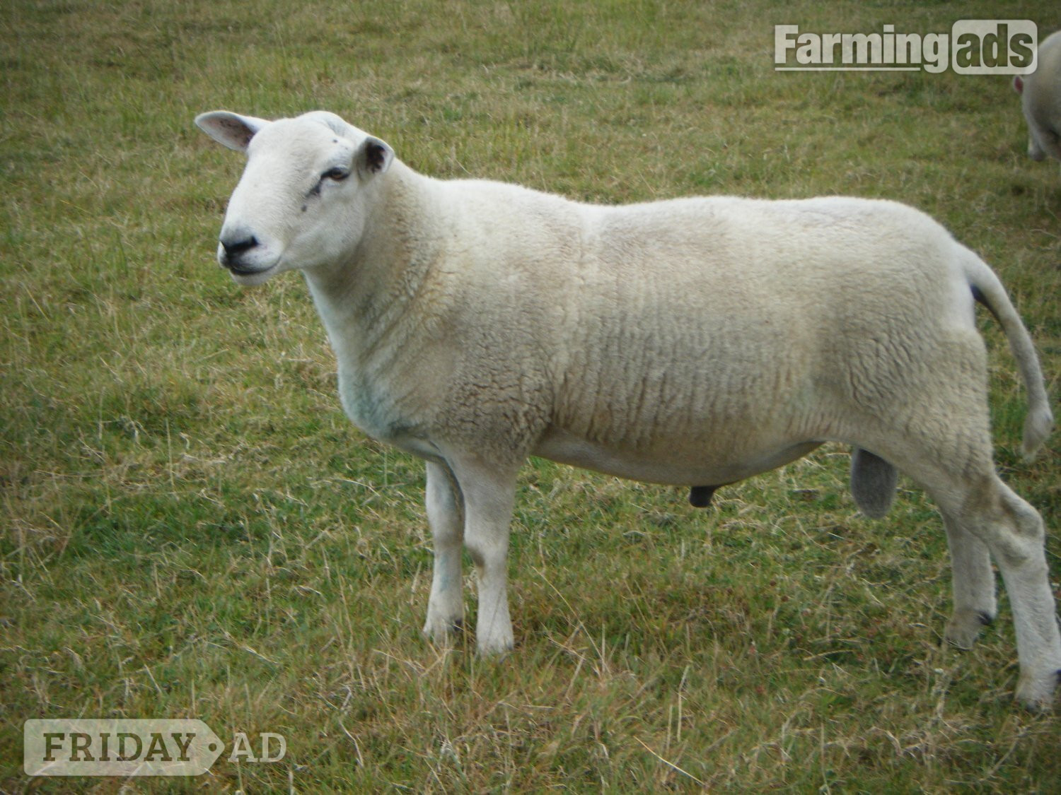 Lleyn SHEARLING RAM  - UNDER OFFER wef 13th Sept. in Holsworthy