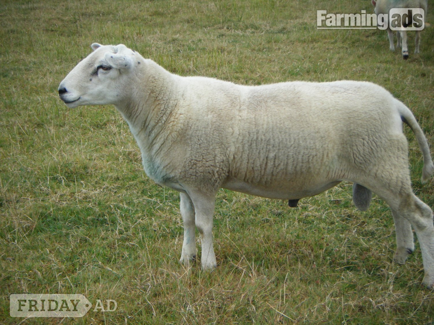 Lleyn SHEARLING RAM 