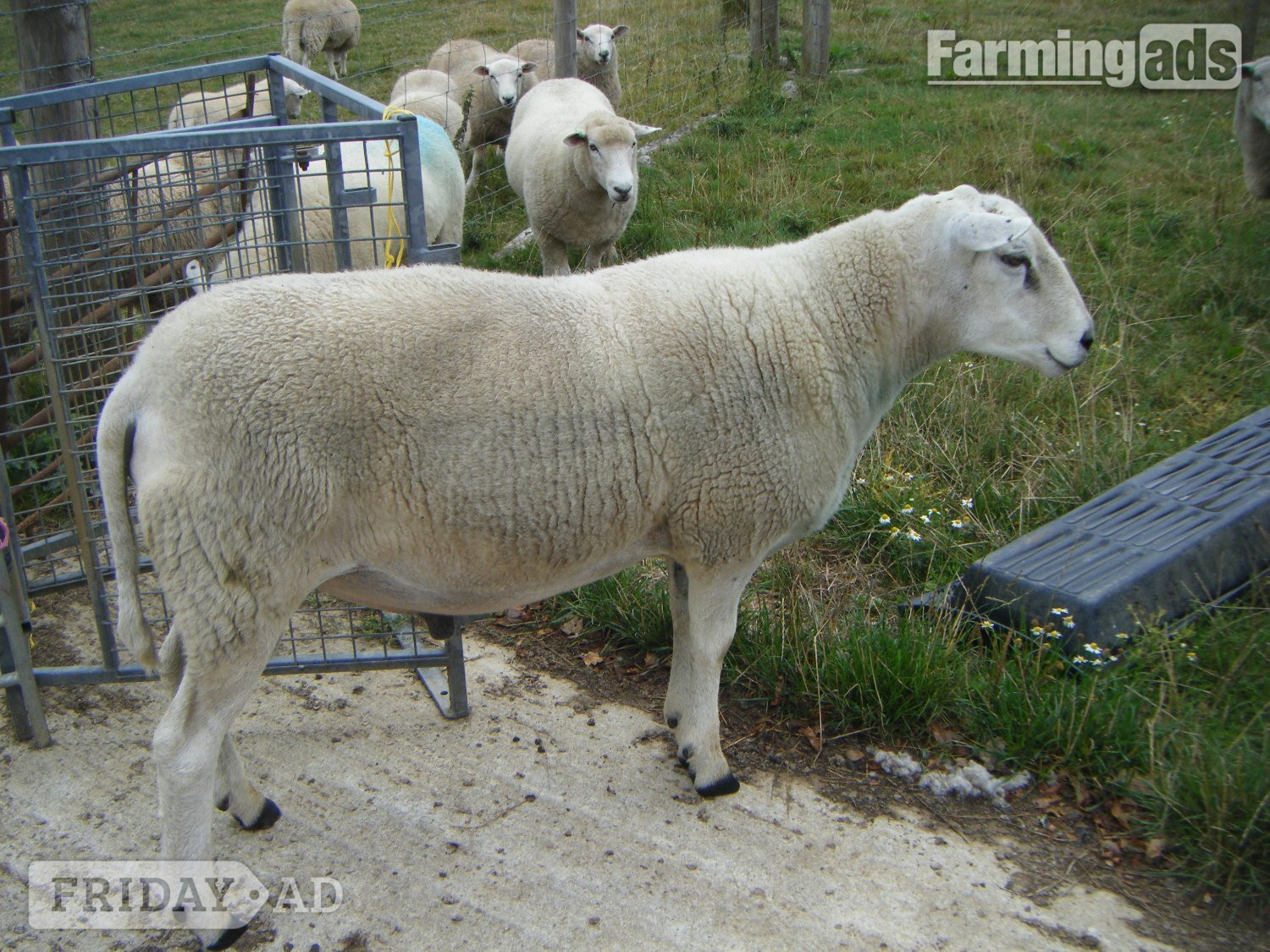 Holsworthy Lleyn SHEARLING RAM 