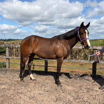 "Galaxy " Bay Mare Project Horse