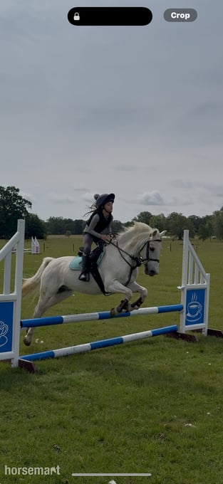"Rocket boy - Billy " Grey Gelding Pony Club Pony