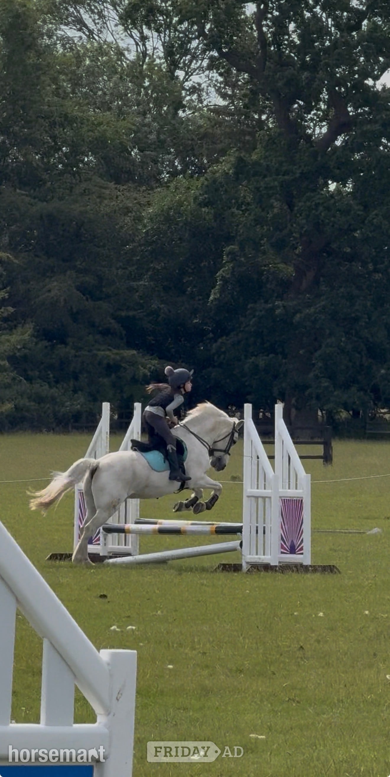 "Rocket boy - Billy " Grey Gelding Pony Club Pony