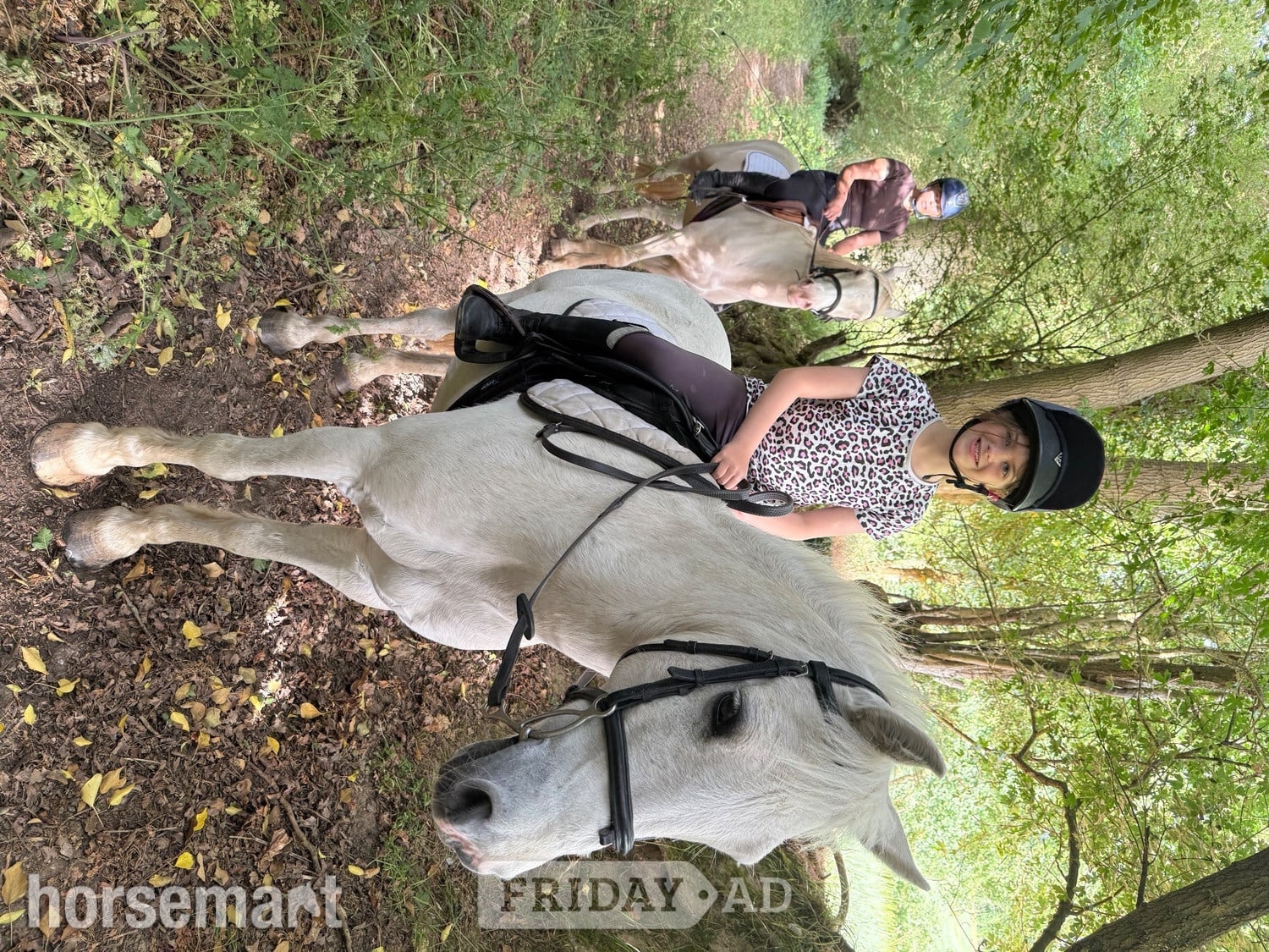 Sudbury "Rocket boy - Billy " Grey Gelding Pony Club Pony