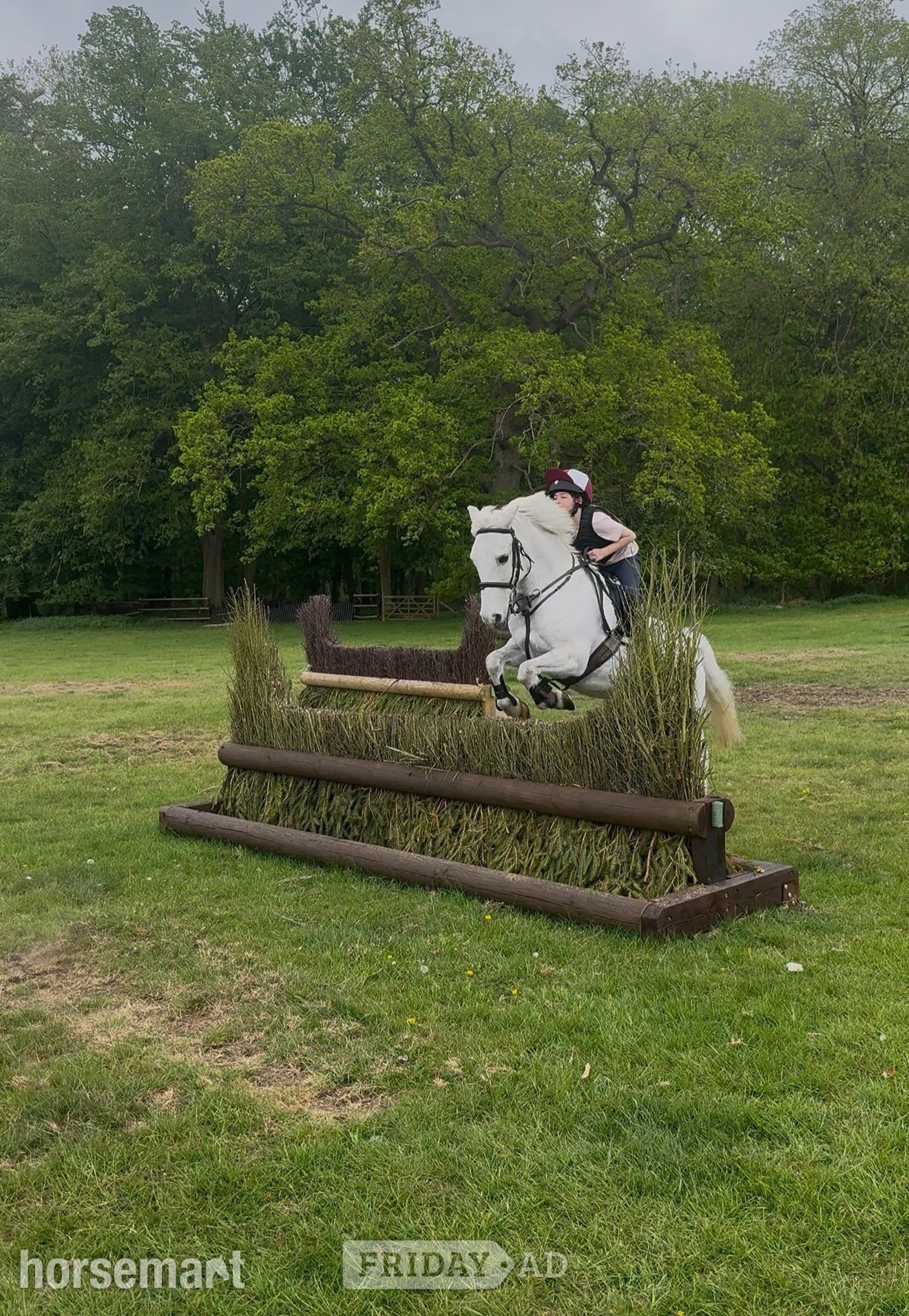 "Rocket boy - Billy " Grey Gelding Pony Club Pony - Horses