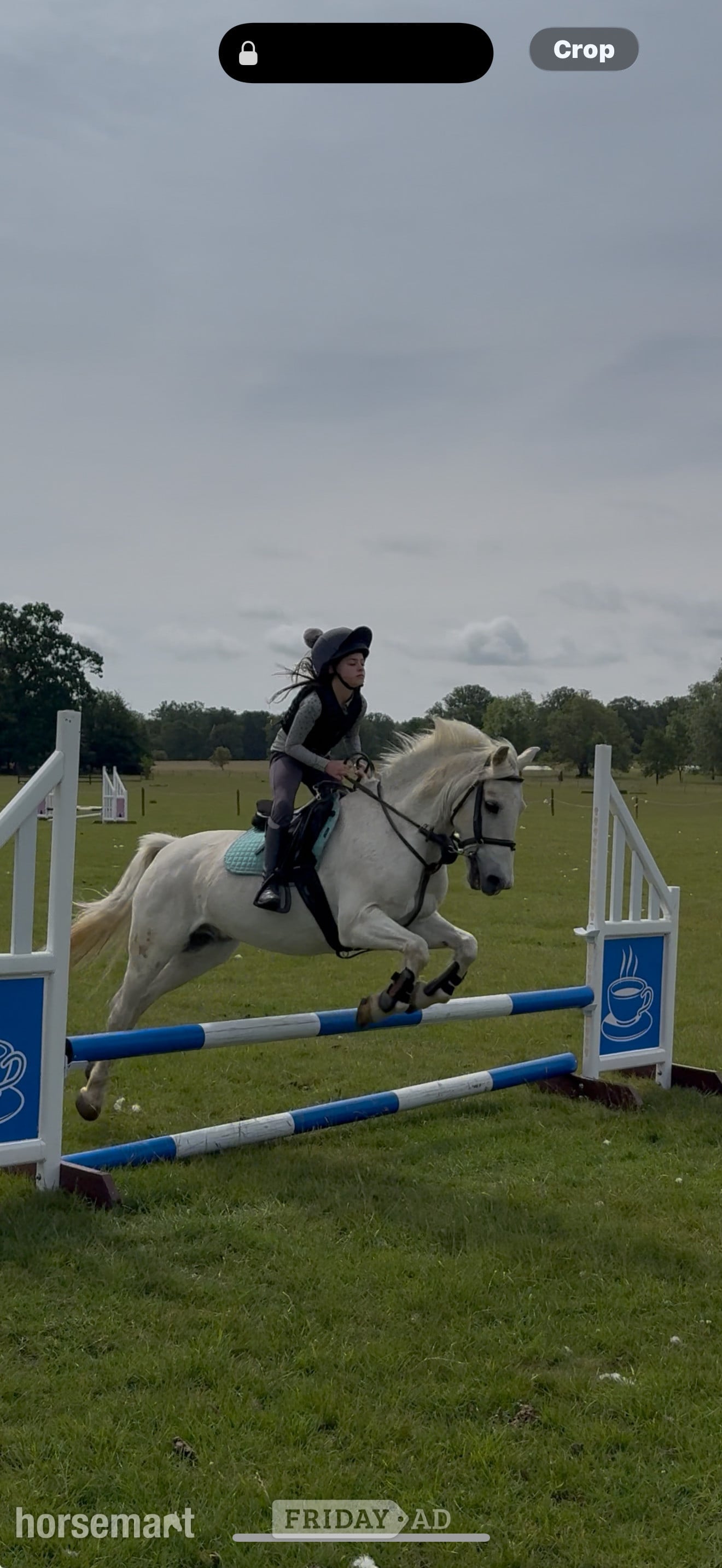 "Rocket boy - Billy " Grey Gelding Pony Club Pony in Sudbury