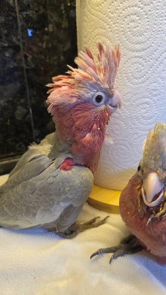 Hand-Raised cockatoo Galah Baby Parrot