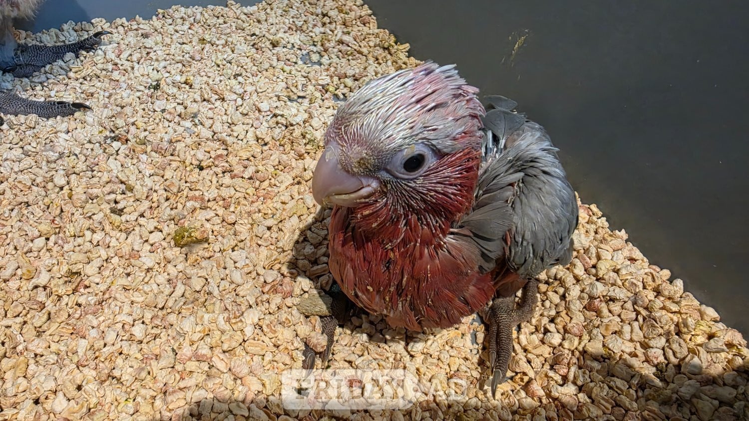Hand-Raised cockatoo Galah Baby Parrot