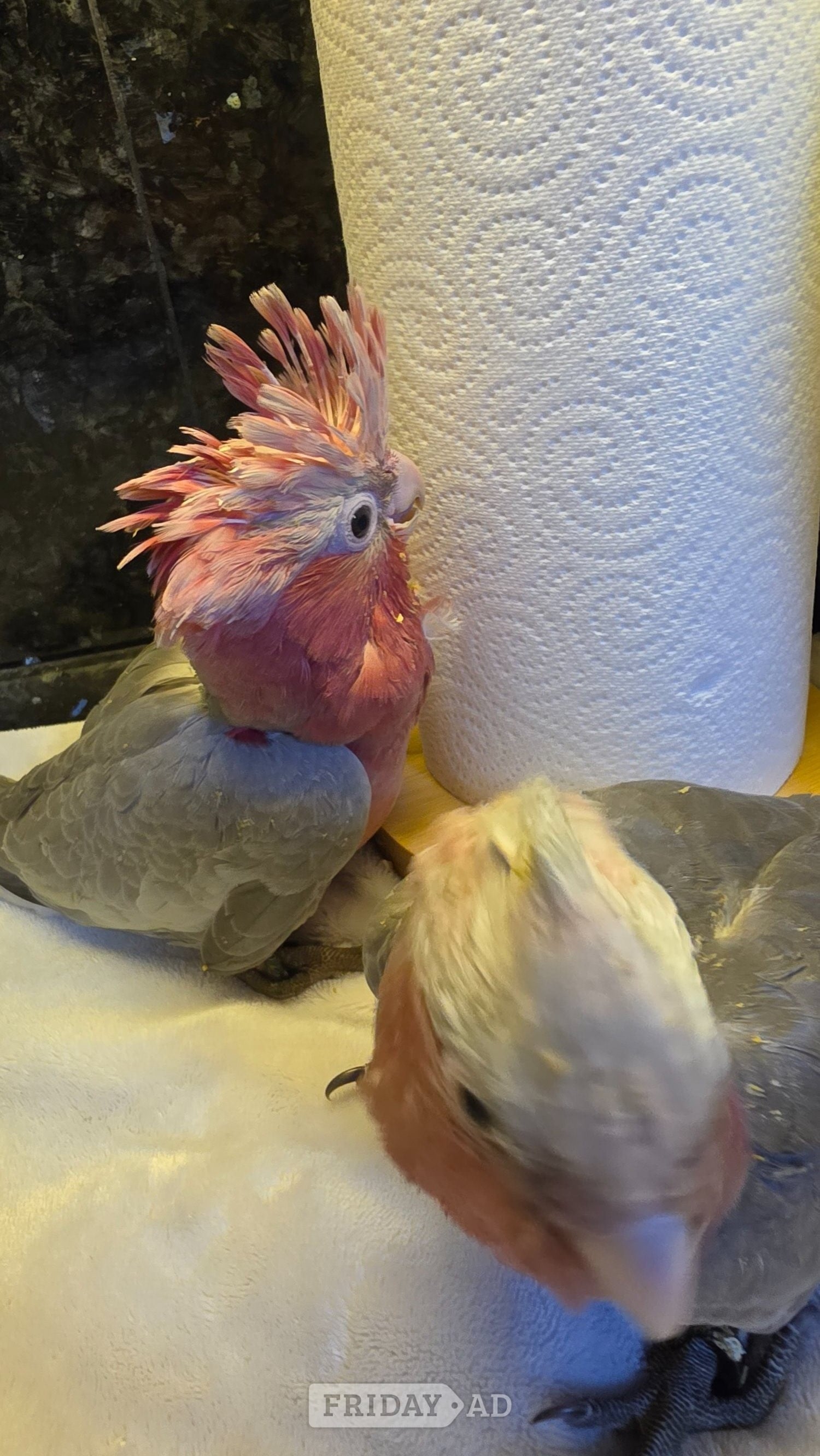 London Hand-Raised cockatoo Galah Baby Parrot