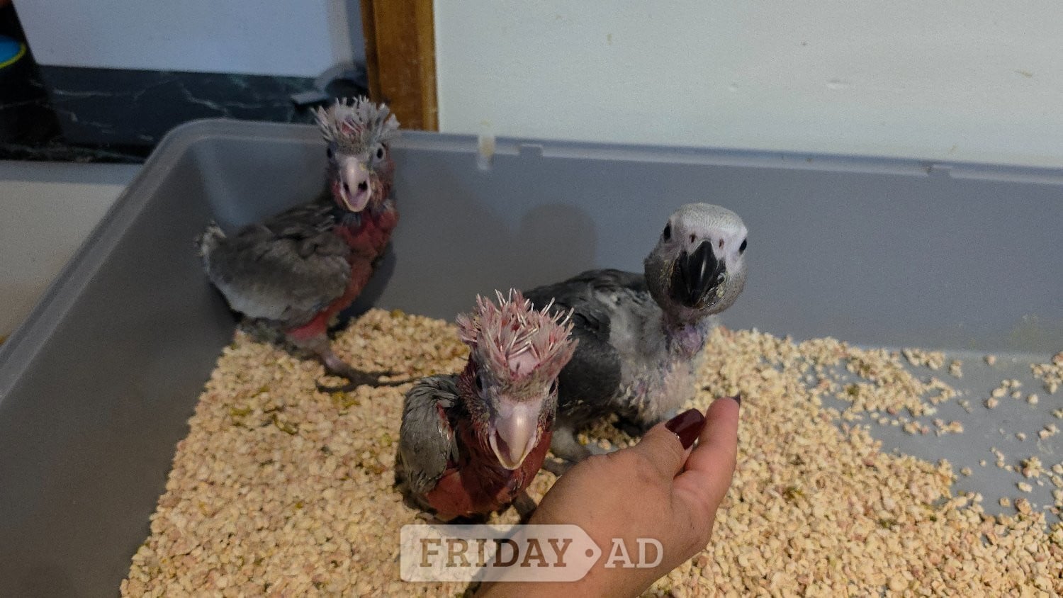 Hand-Raised cockatoo Galah Baby Parrot - Birds in London