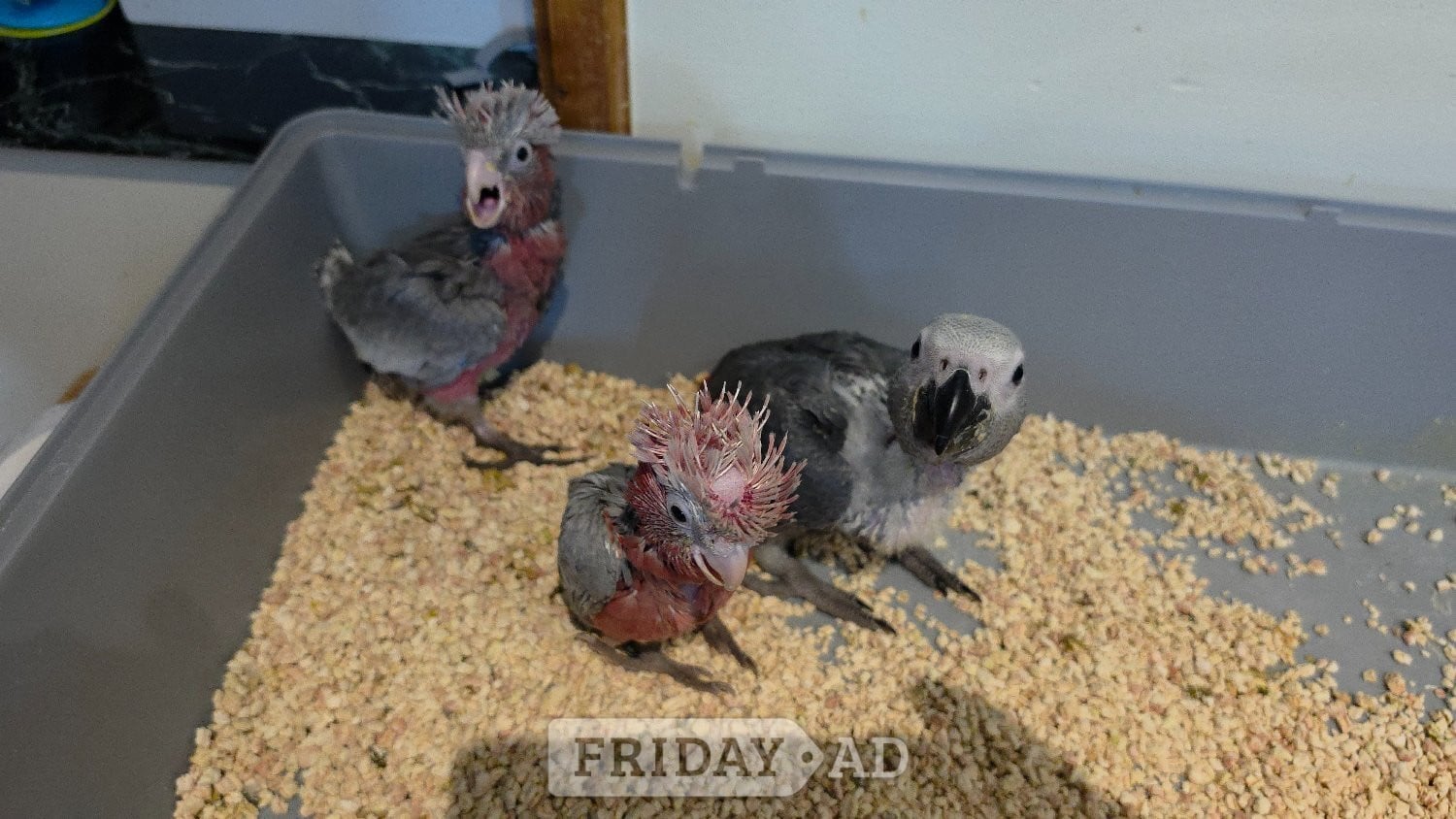 Hand-Raised cockatoo Galah Baby Parrot - Birds