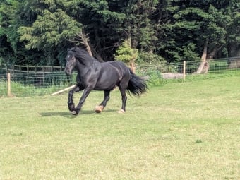 "Sowermire flash ii" Black Gelding Mountain & Moorland Pony