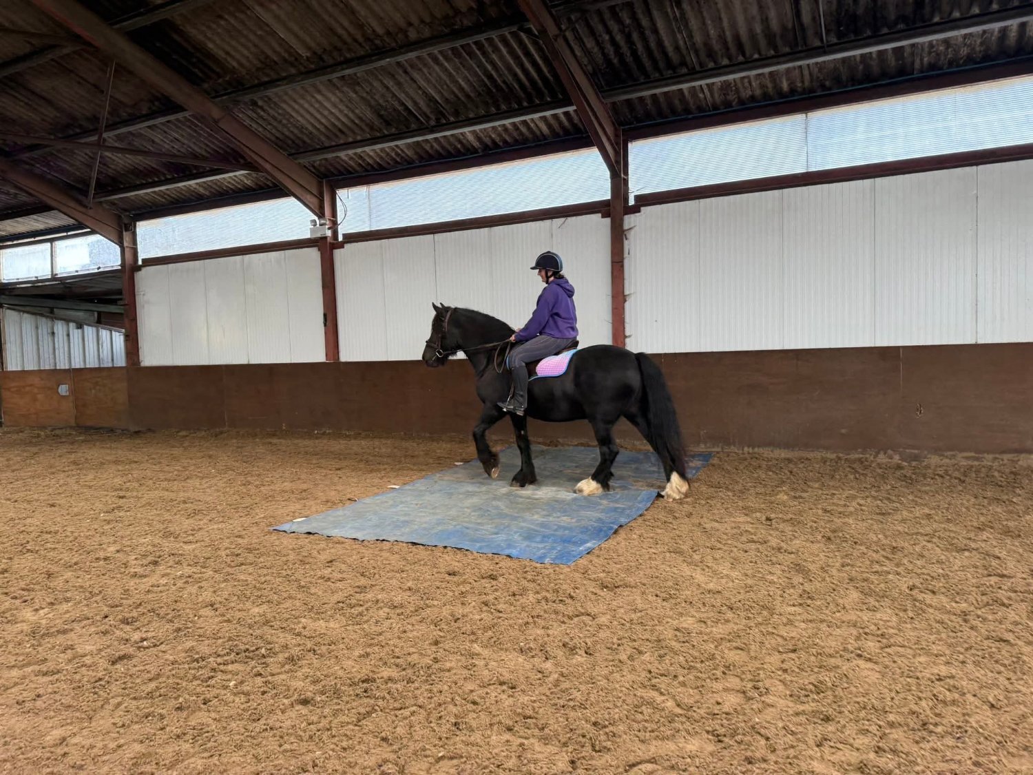 Scarborough "Sowermire flash ii" Black Gelding Mountain & Moorland Pony