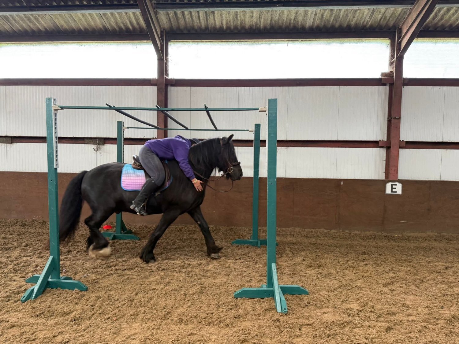 "Sowermire flash ii" Black Gelding Mountain & Moorland Pony - Horses in Scarborough
