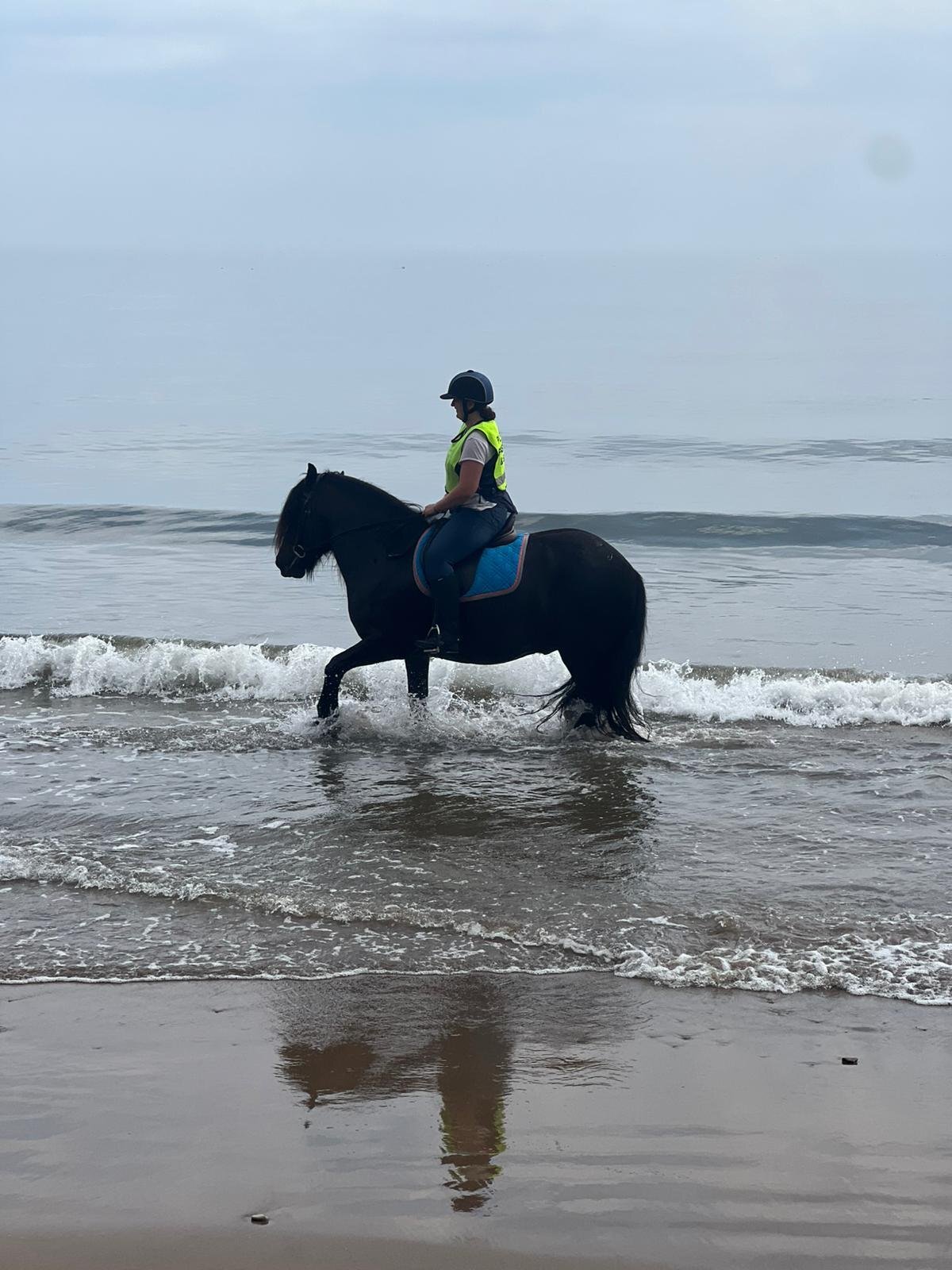 "Sowermire flash ii" Black Gelding Mountain & Moorland Pony - Horses