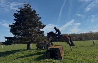 "Bracken what’s wanted " Bay Gelding Show Jumper