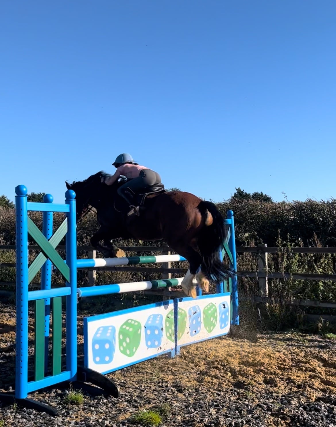 "Bracken what’s wanted " Bay Gelding Show Jumper