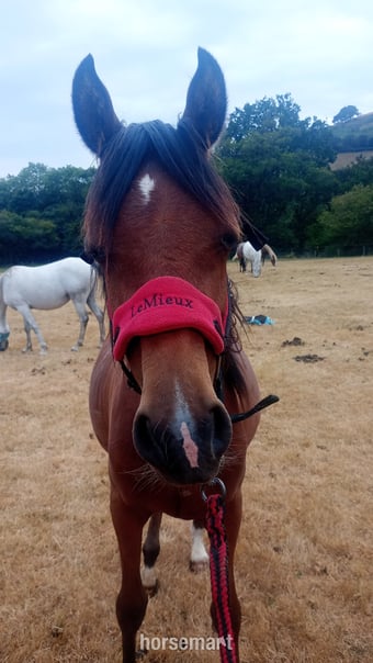 "Amira" Grey Filly Youngstock / Foal