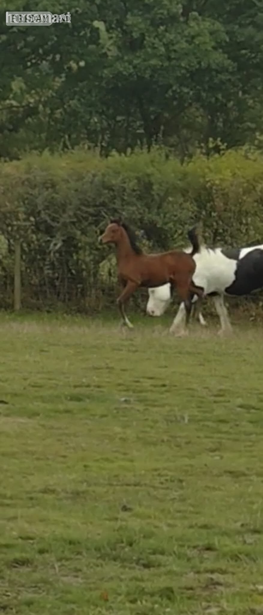 "Amira" Grey Filly Youngstock / Foal
