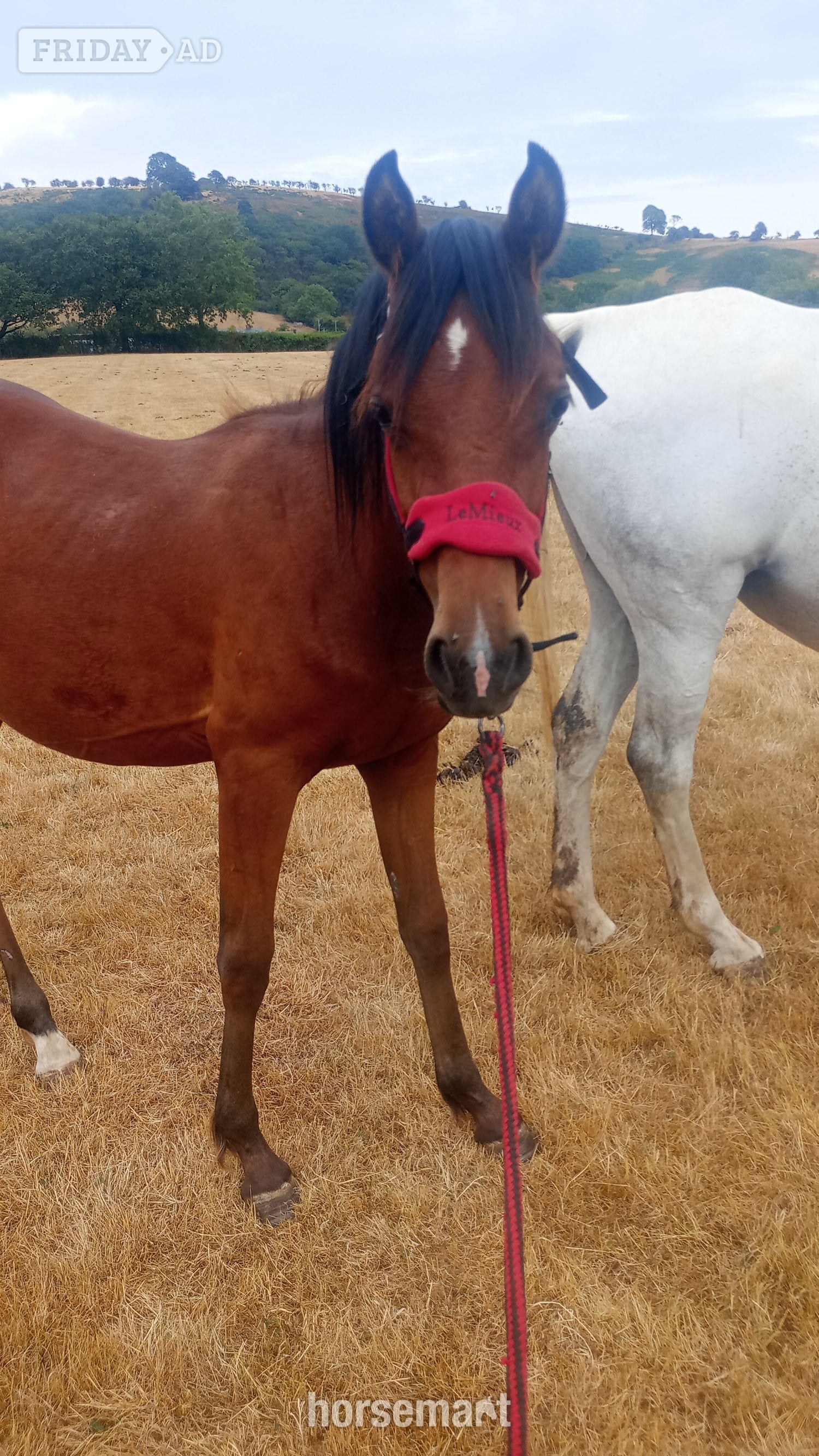 Shrewsbury "Amira" Grey Filly Youngstock / Foal