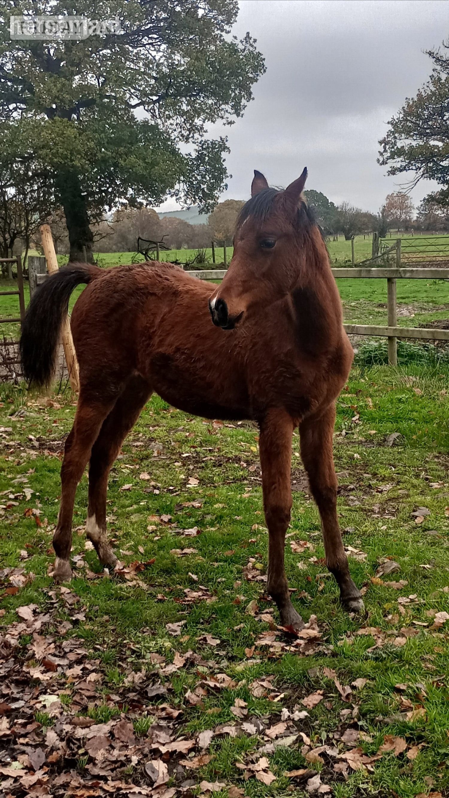 "Amira" Grey Filly Youngstock / Foal - Horses in Shrewsbury