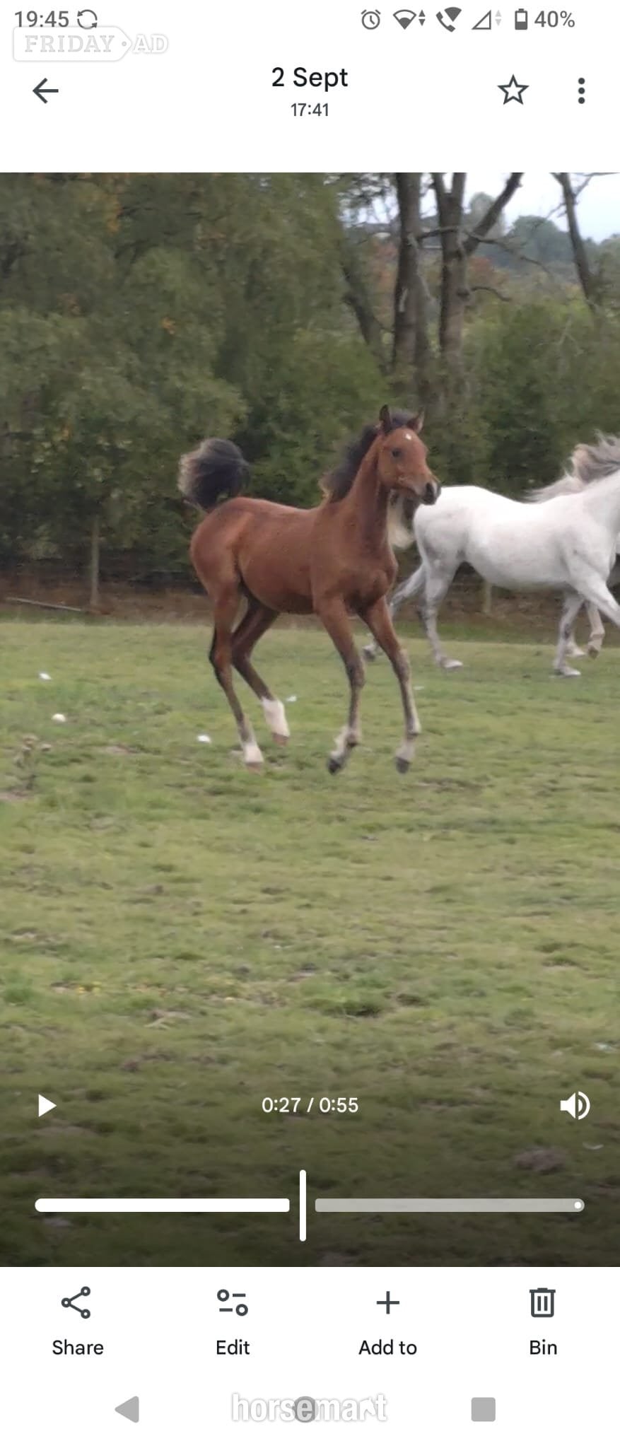 "Amira" Grey Filly Youngstock / Foal - Horses