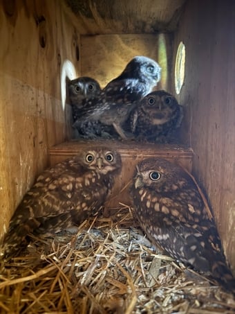 Baby Little Owl 