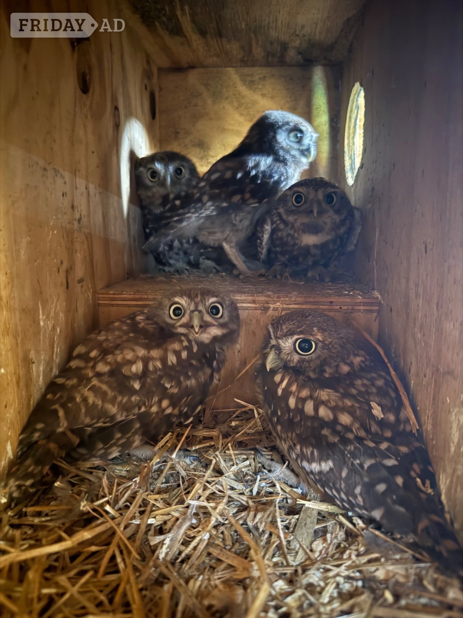 Baby Little Owl  in Bolton