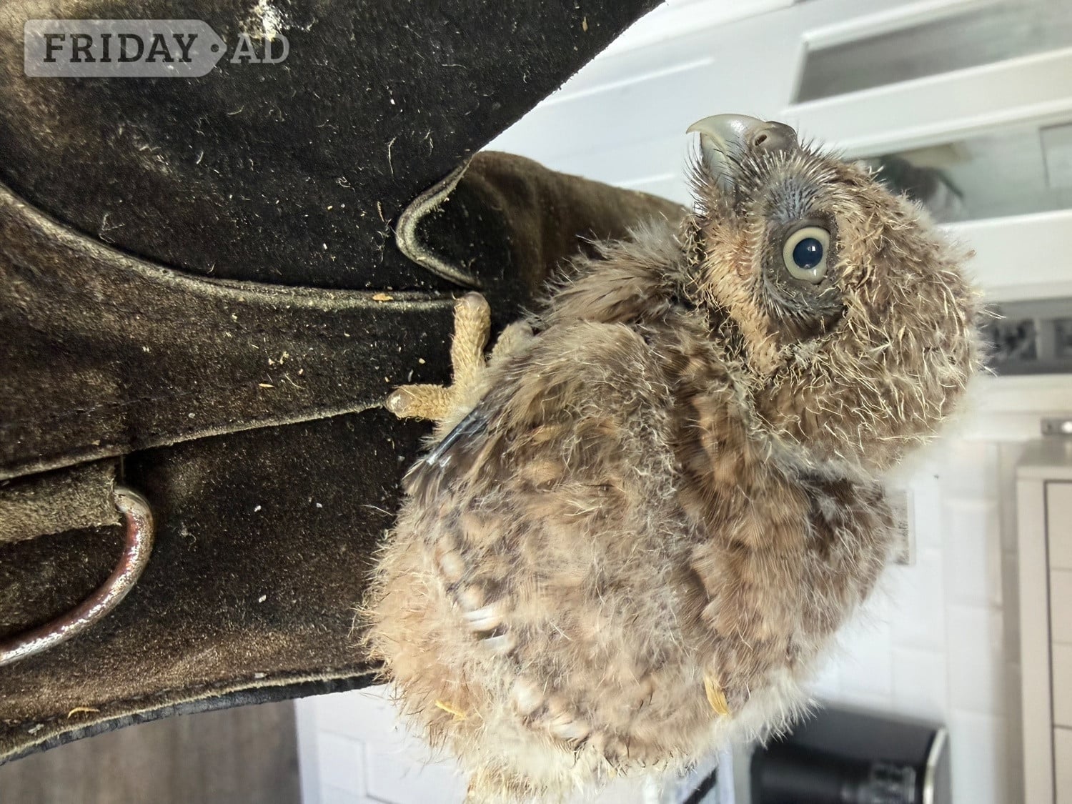 Bolton Baby Little Owl 