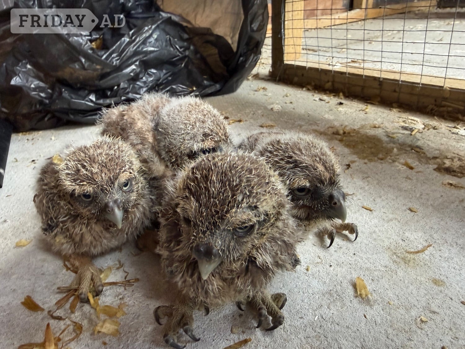 Baby Little Owl  - Birds in Bolton