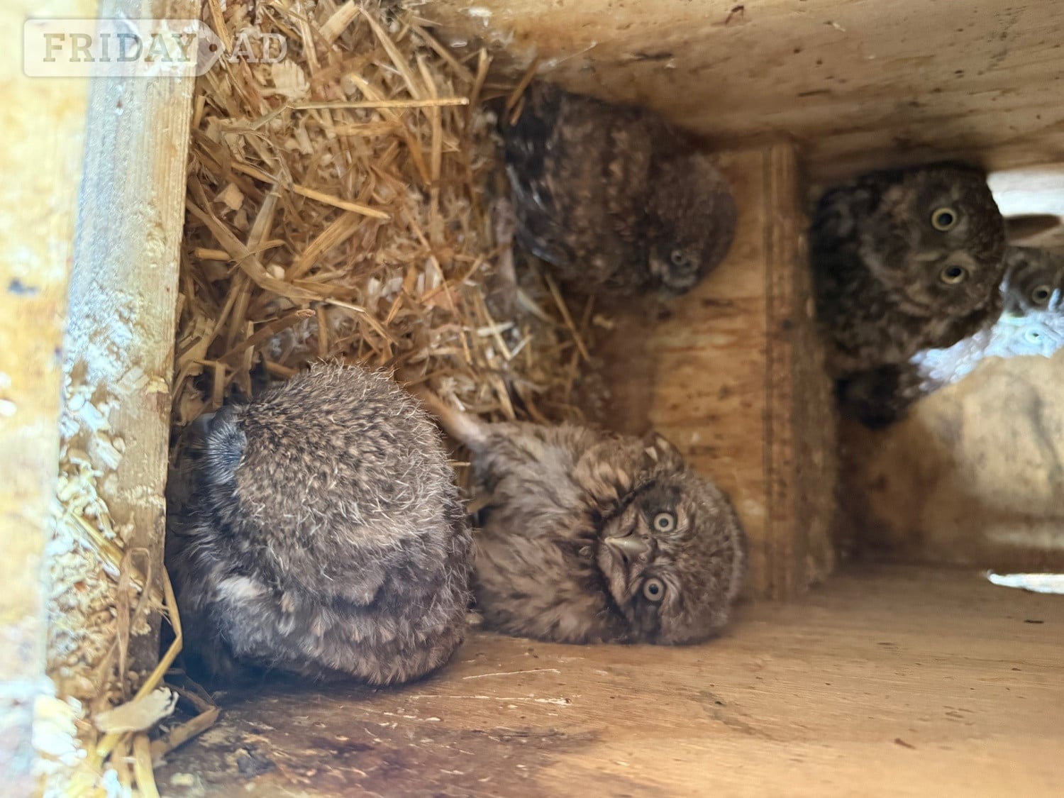 Baby Little Owl  - Birds