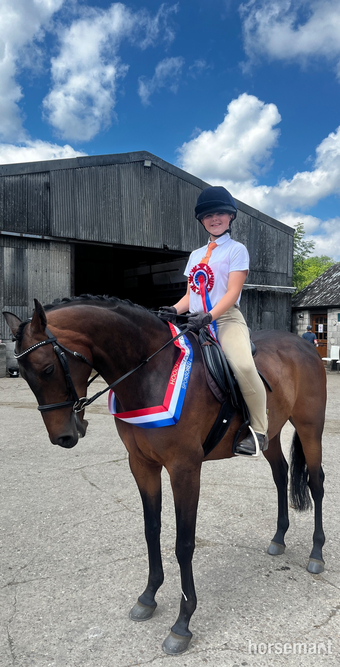 "Timmy" Bay Gelding Showing Horse